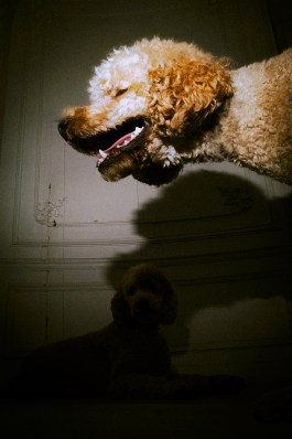 Aloïs Vandecandelaere